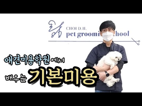 반려견 위생 미용은 이렇게 하세요!! (발바닥,배,귀청소등)#강아지미용#위생미용