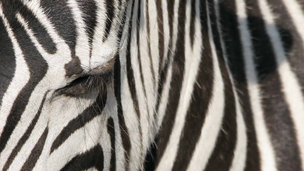Zoo Animals Where Do Zebras Live Youtube