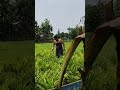 শুপাড়ী গাছের চারা সরা লোরা করতাছি #india #farming #tree