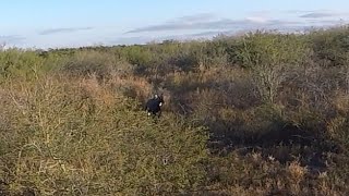 Watch me release my arrow a second too late on a Bull Nilgai in South Texas. by Archery Nut 637 views 2 years ago 2 minutes, 56 seconds