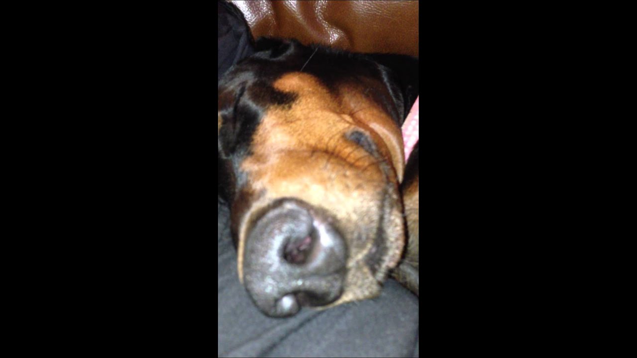 Robert O'Block's Guard Dog, Hard at Work