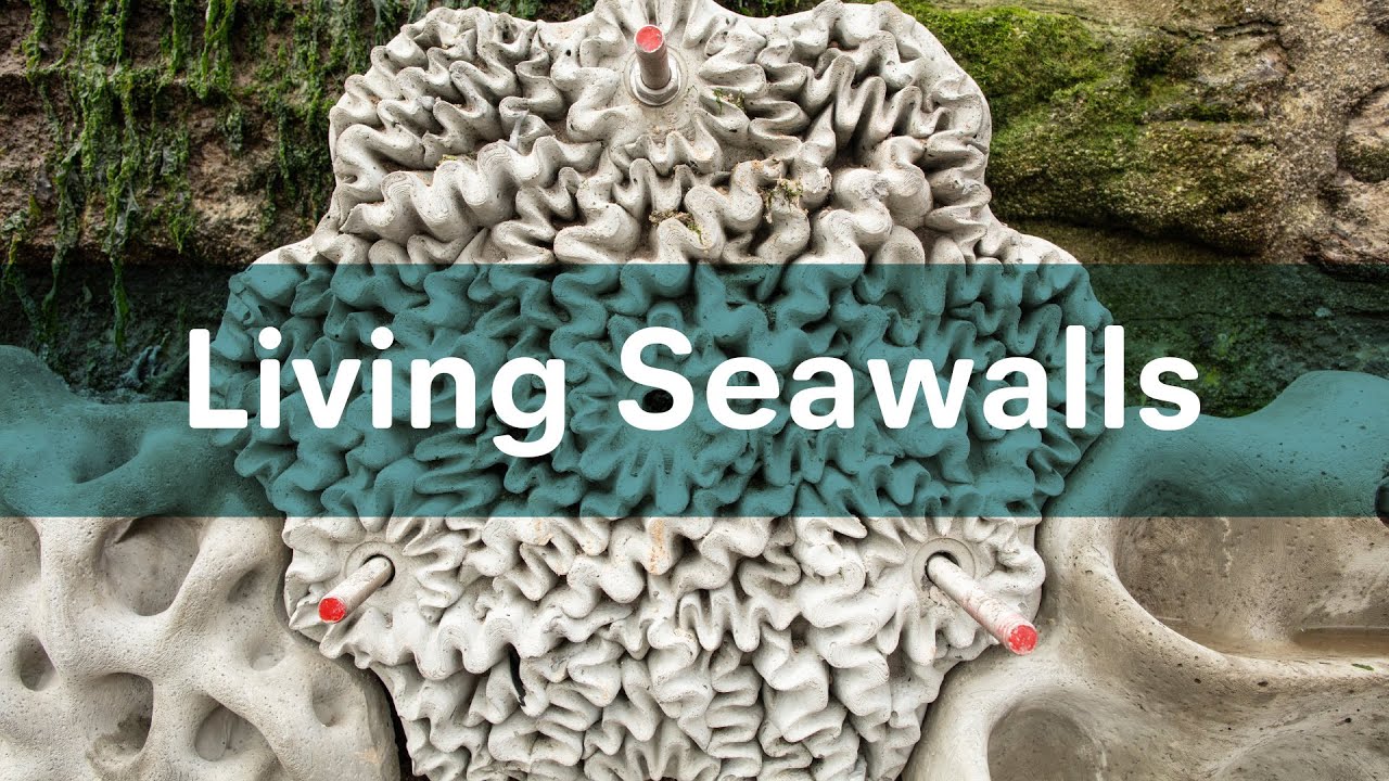 Living Seawalls YouTube