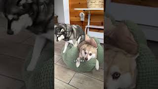 Mini Husky Throws Tantrum When Sister Crashes His Fave Bed  #alaskankleekai #dog #itsahuskything