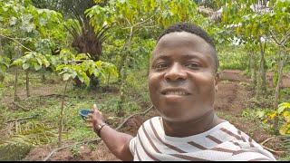 Comment réussir ta pépinière de Campêche