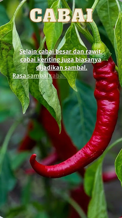 6 Jenis Cabai di Pasaran Indonesia, Kenali Dulu Sebelum Bikin Sambal
