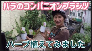バラのコンパニオンプランツ ハーブ植えてみました の巻き Youtube