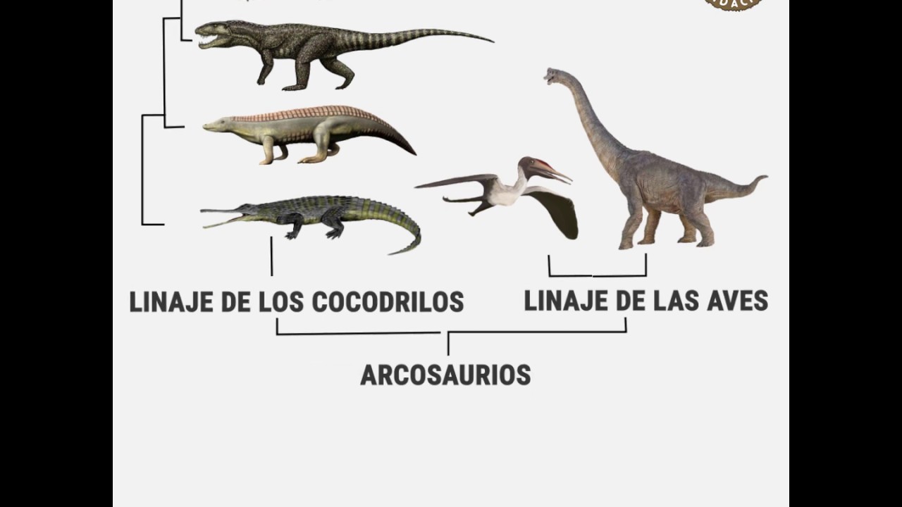 El Hijo De Mi Primo Es Mi