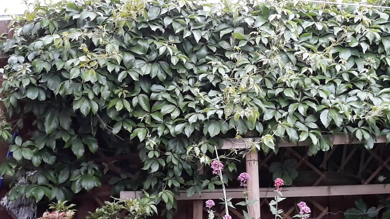 Faunal and Floral Life In The Garden, In Summer 2019