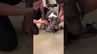 This sweet girl has a huge mass hanging down between her front legs😔