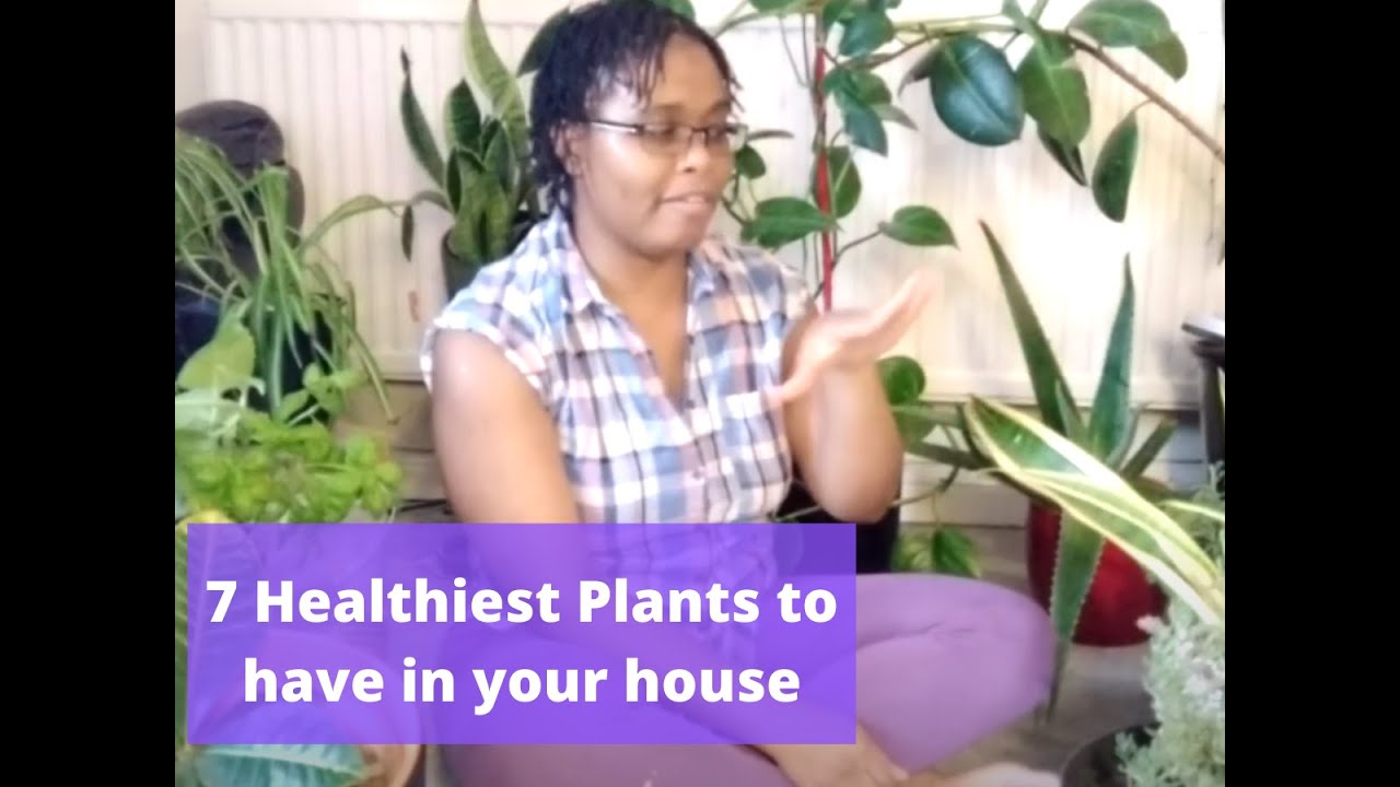7 Healthiest Plants to have in Your House UK YouTube
