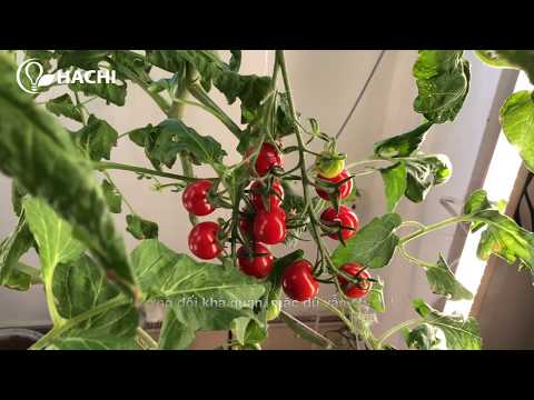 Video Đèn Led trồng cây Hachi - Full quang phổ - youtube