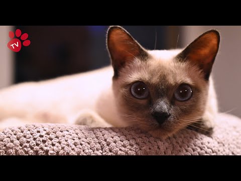Video: Thajská Kočka