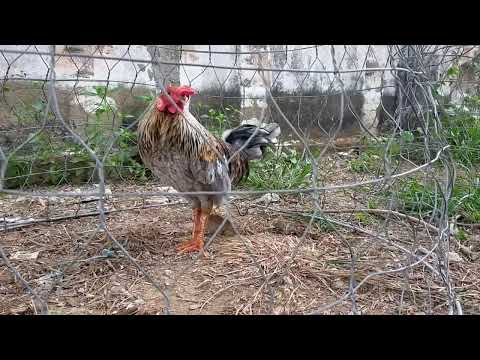Video gà tre aisl cuban 1kg2 5tháng 15 ngày . - youtube