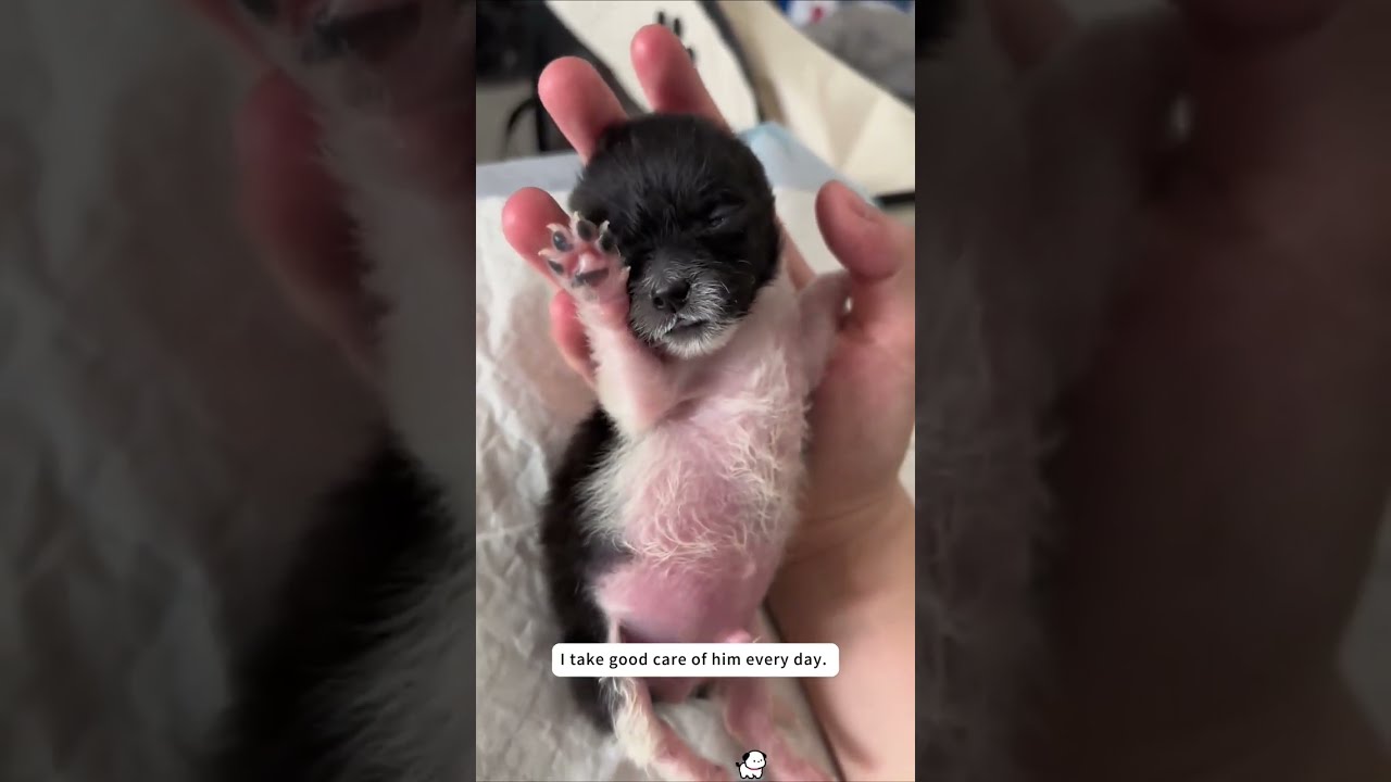 This stray dog gave birth to her puppies on the street and cruelly abandoned them, so I decided.