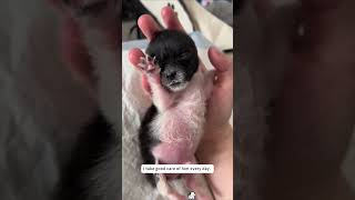 This stray dog gave birth to her puppies on the street and cruelly abandoned them, so I decided.