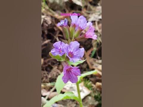 С Праздником Весны! Первоцветы, первые весенние цветы. - YouTube