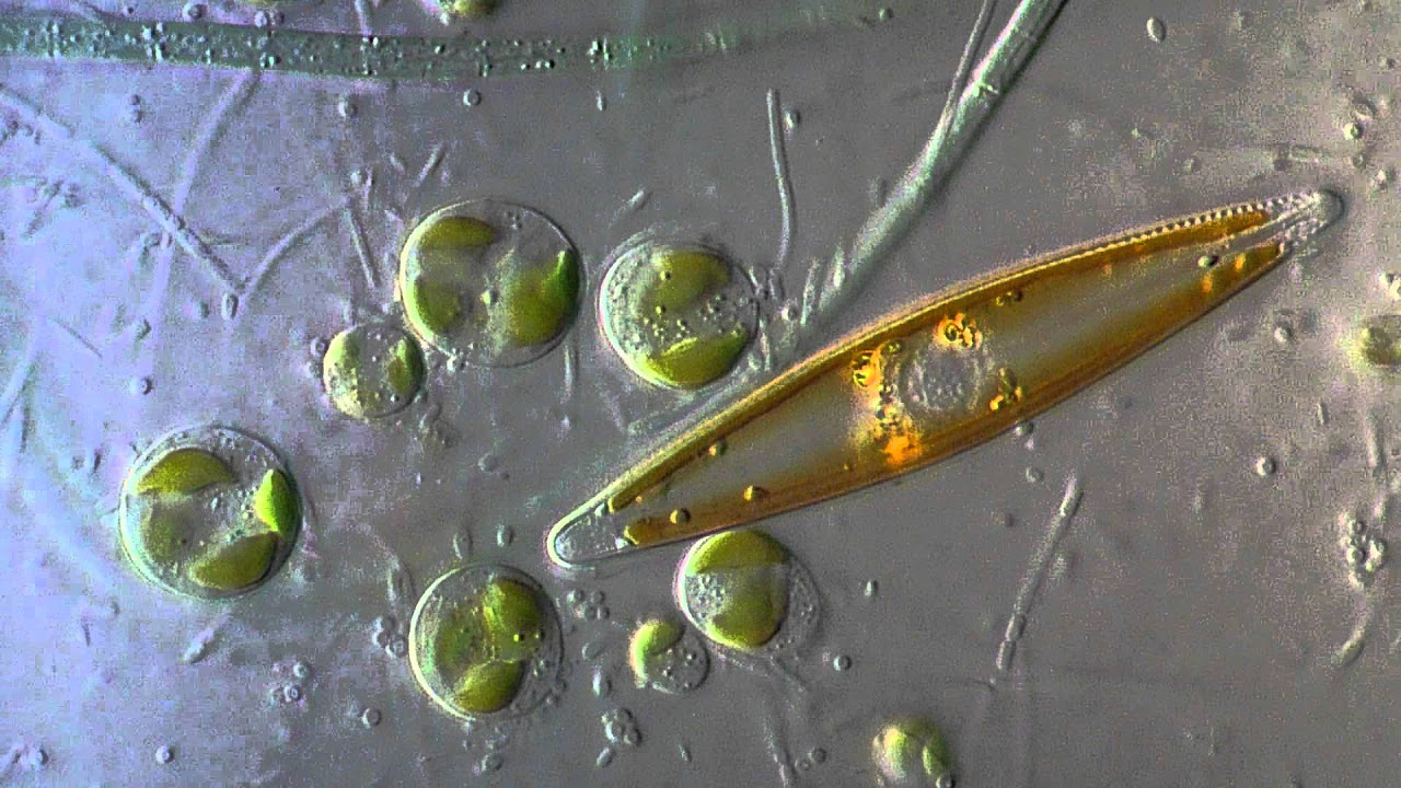 Navicula Diatom