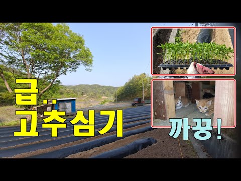 [귀촌귀농] 급 고추심기, 얼라들  냥글냥글