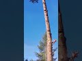 tree felling skills with a saw by climbing on a tree#shortvideo #trending