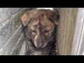 YY018.Dog 7-An Unexpected Delight: The Adorable Dogs in the Village