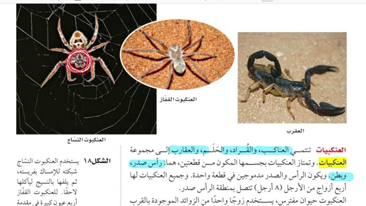 الرخويات والديدان الحلقية والمفصليات وشوكيات الجلد علوم اول متوسط الجزء الثاني  مع اسئلة مراجعة