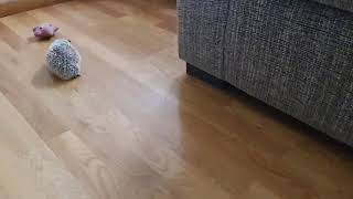 Hedgehog Farts And Shiba Goes To Check On Her.