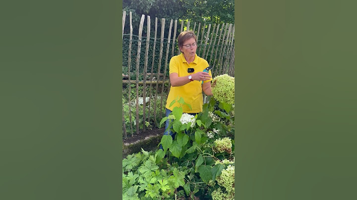 HORTENSIEN IM HERBST SCHNEIDEN: Ja oder nein?