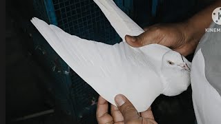 200% pure punjabi malwai kabootar for sale Delhi mein 2000 rupay ka Joda 8447579723