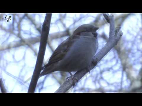 Video: Sådan Behandles En Fugles Brækkede Næb