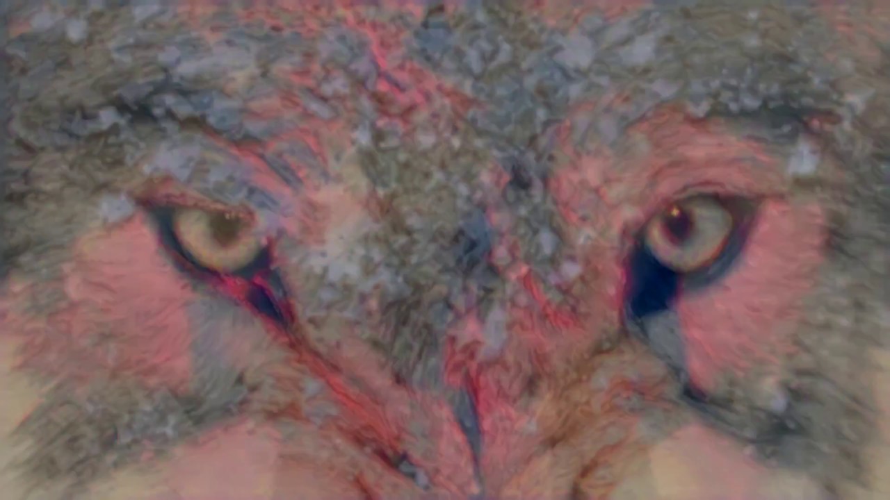 [PABAT!2017] Arctures - CANIDAE