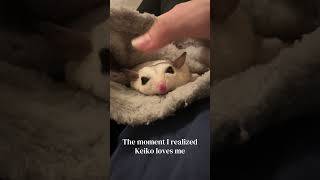 Sugar Glider Keiko’s Love 💖 Follow for more