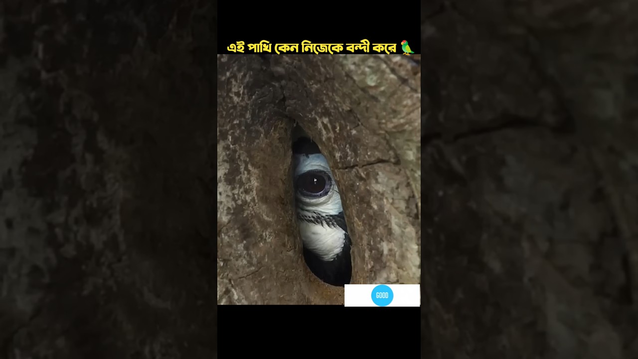 How Does the Hornbill Protect Its Chicks? 