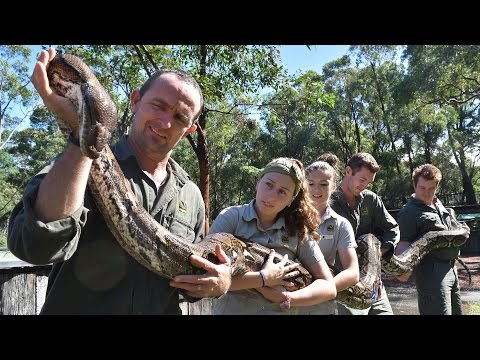 Monster the python's massive weigh in
