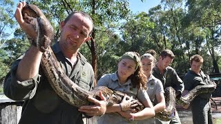 Monster the python's massive weigh in