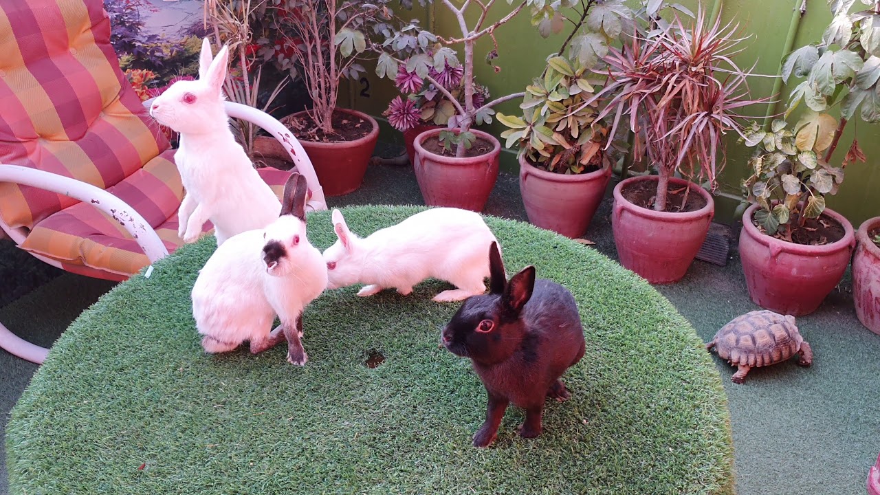 Rabbit farming | Belgium Hare | angora farming - YouTube