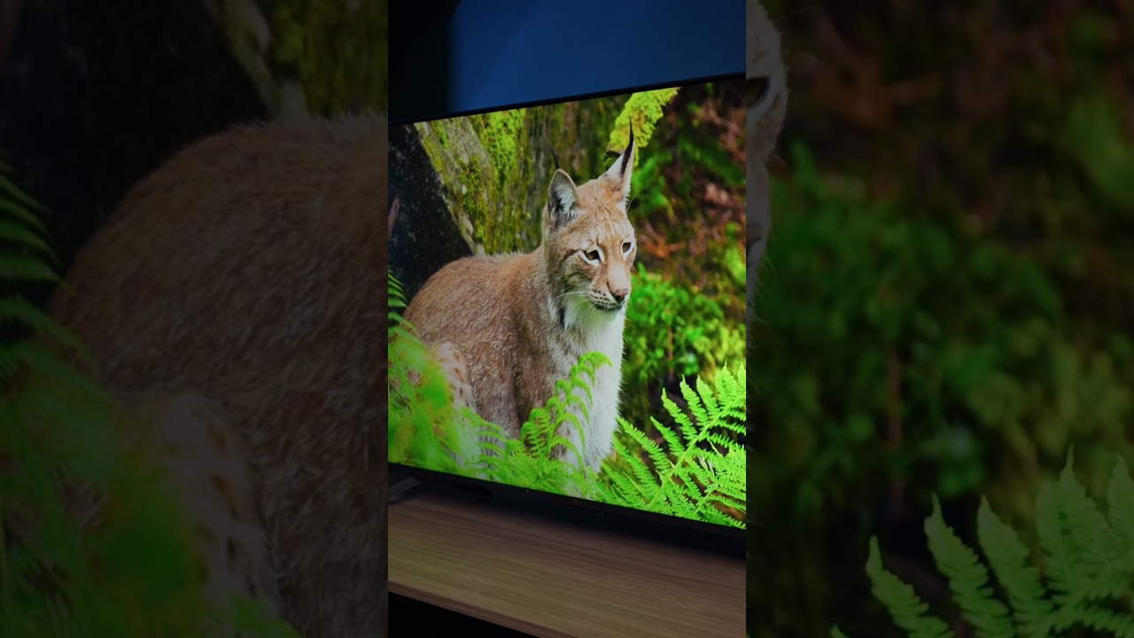 Телевизор или картина? Пять фишек TCL 55MQLED75K