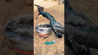 Predator Air Paling Brutal, Semua Dibuat Diam! #hook #viral #kormoran #burung #predator #alamliar