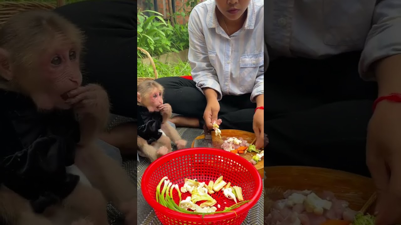 Monkey embraces life with caring humans and happy heart ❤️�� 