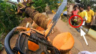 🤩ENTERTAINMENT and COCONUT  TREE🌴 CUTTING / Chainsaw Machine / Raja Woodcutting