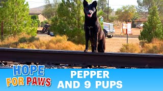Abandoned dog kept crossing a busy railroad track in search of food for her and her puppies 😰 #dogs