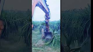 Download Lagu Dua hektar lebih pohon buah naga ini dihancurkan untuk dialihfungsikan #shorts MP3