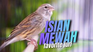Download lagu ISIAN MEWAH IDAMAN BUAT LOMBA! MASTERAN KENARI ISIAN BLACKTHROAT GACOR INCERAN JURI