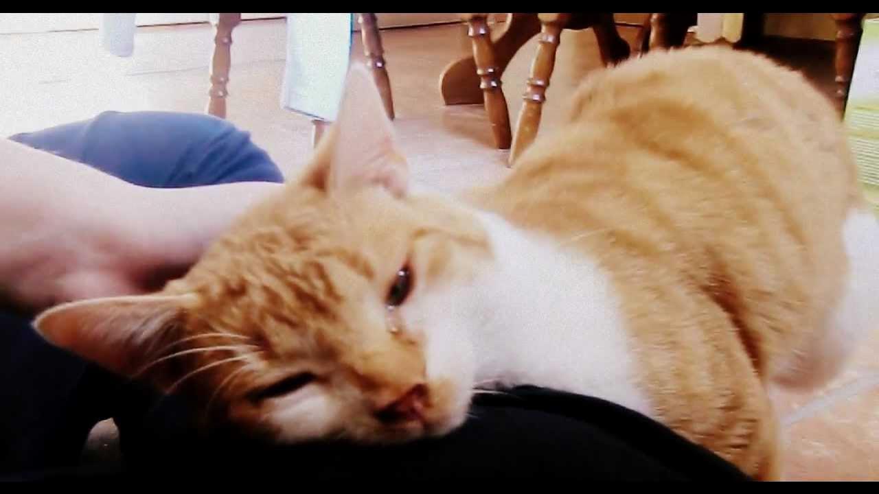 Katze macht komische Geräusche YouTube