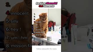 Ranking Shameful Cat Moments 😳🐱