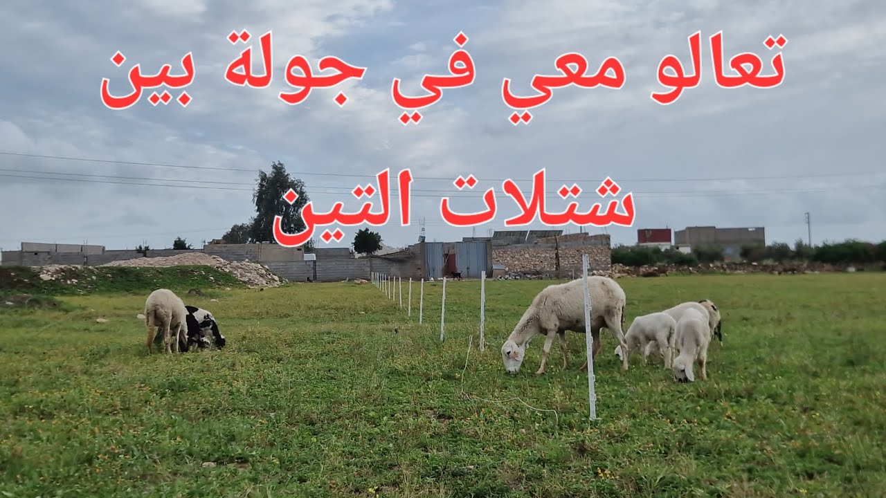 الحلقة 773..🌱🌿🍀🌹 تعالوا  نطلوا على صفوف التين و نقولكم ما يهمكم لغرسها .