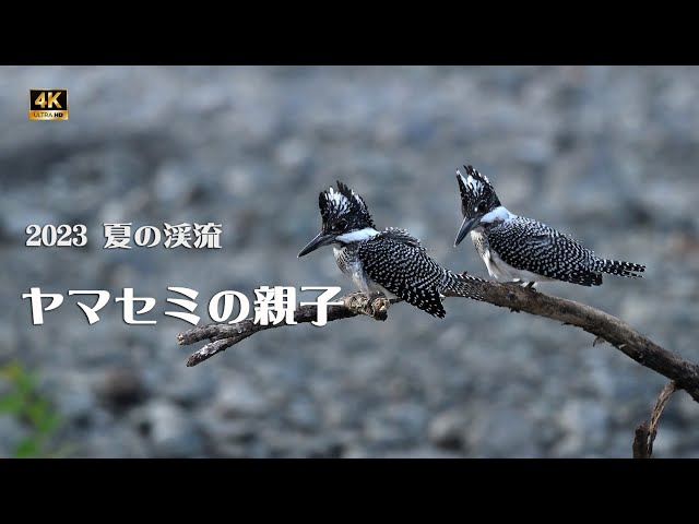 2023 ヤマセミの親子【4k】／山岳詩_NikonZ9 (V4.0) - YouTube
