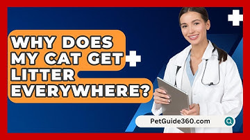 Why Does My Cat Get Litter Everywhere? - PetGuide360.com
