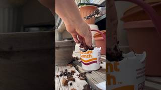 Making A Tiny Lemon Tree Garden #tinygarden #mini #lemons