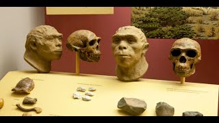 了解 Ancient Humans: Peking Man 北京人 一组直立人化石 (3 分钟微学习) ENG Subtitle