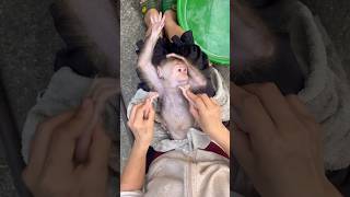 After the bath, the baby monkey received a relaxing massage.#monkey
